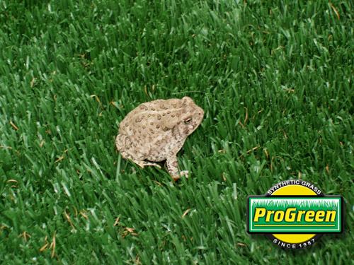 10-synthetic-grass-with-toad